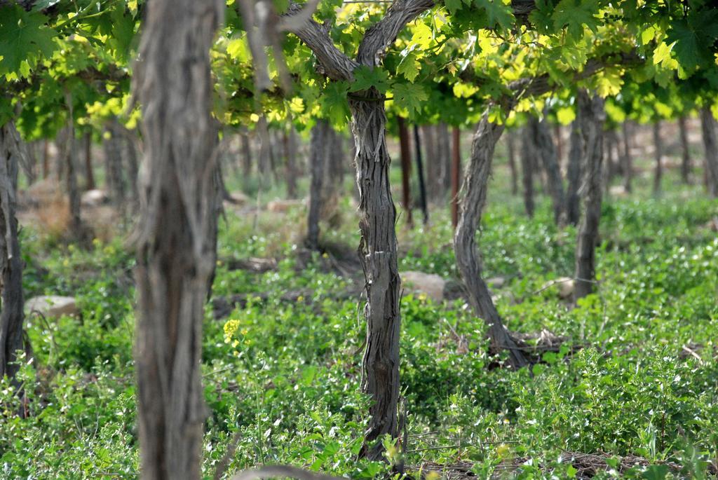 Carmey Avdat Farm Midreshet Ben Gurion Exterior photo